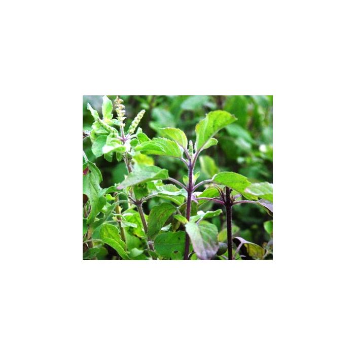 Thai_holy_basil_plant
