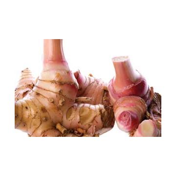 Thai_Fresh_Galangal