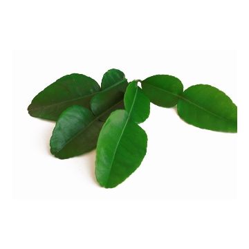 Kaffir_lime_leaves_fresh