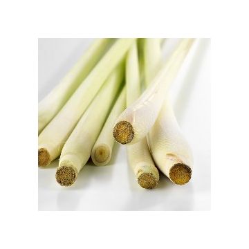 Thai_Lemon_grass_fresh