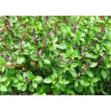 Thai_sweet_basil_plant_farm